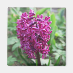purple spring flower magnet