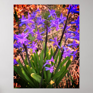 Purple Spring Flowers Poster