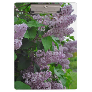 Purple spring lilac flowers clipboard