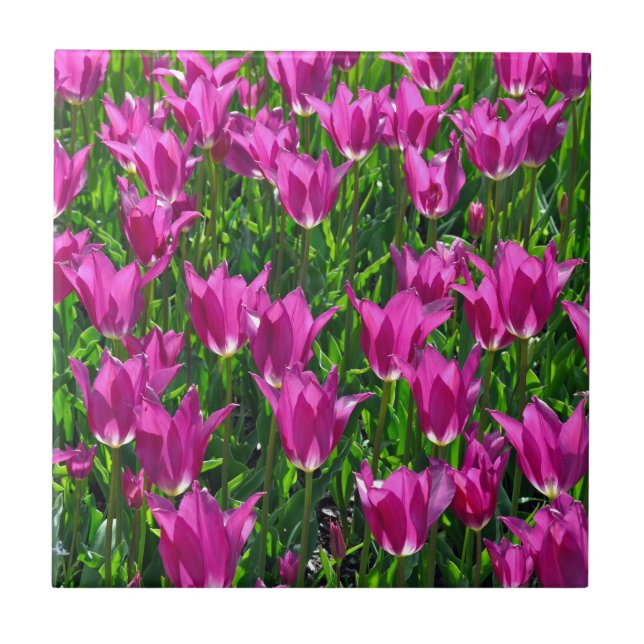 Purple spring tulips ceramic tile (Front)