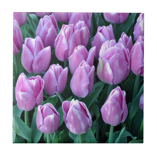 Purple spring tulips ceramic tile (Front)