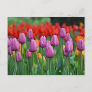 Purple spring tulips garden postcard