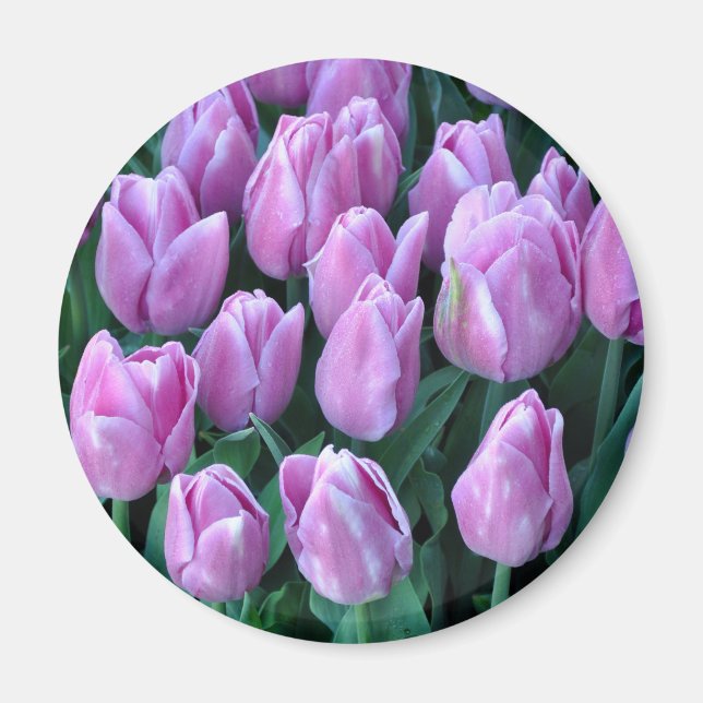 Purple spring tulips magnet (Front)