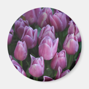 Purple spring tulips magnet