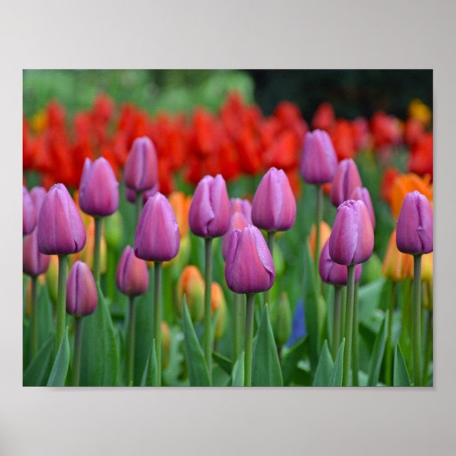 Purple spring tulips poster (Front)