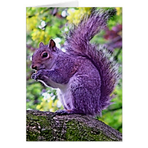 Purple Squirrel