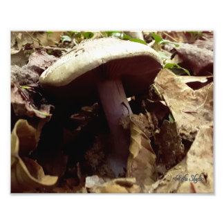 Purple-Stalked Mushroom Photo Print