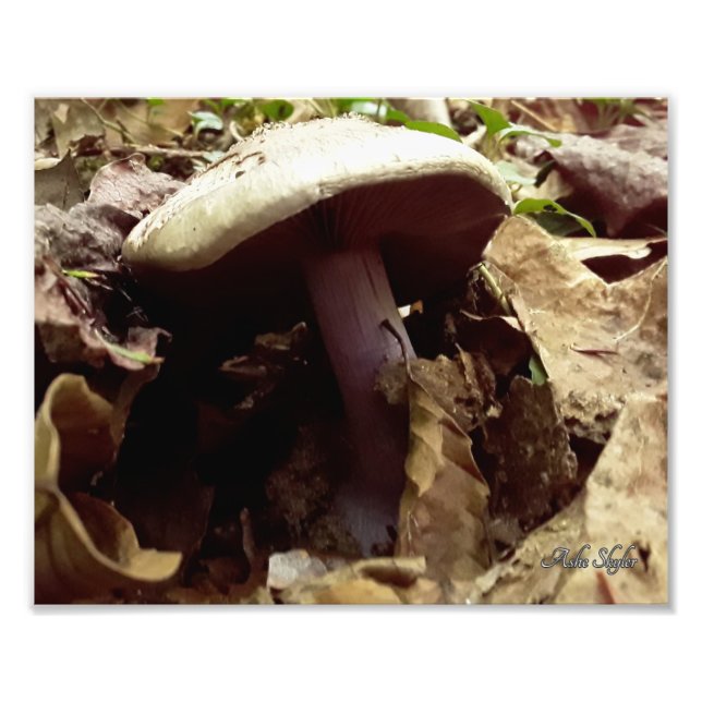 Purple-Stalked Mushroom Photo Print (Front)