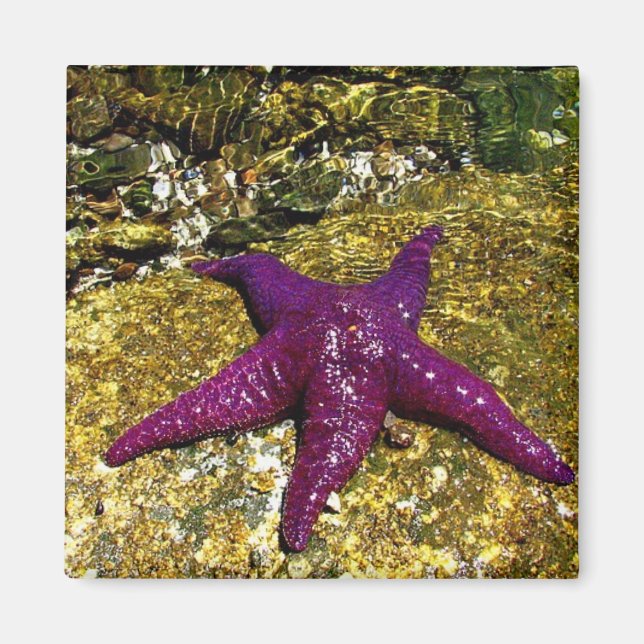 Purple Starfish Magnet (Front)