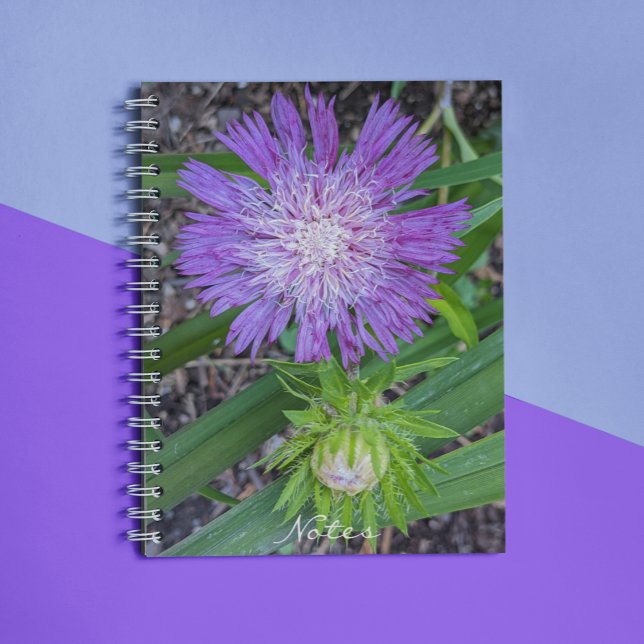 Purple Stoke's Aster Floral Notebook (In Situ)