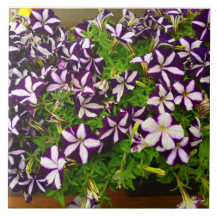 Purple Striped Petunia Ceramic Tile
