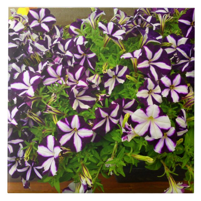 Purple Striped Petunia Ceramic Tile (Front)