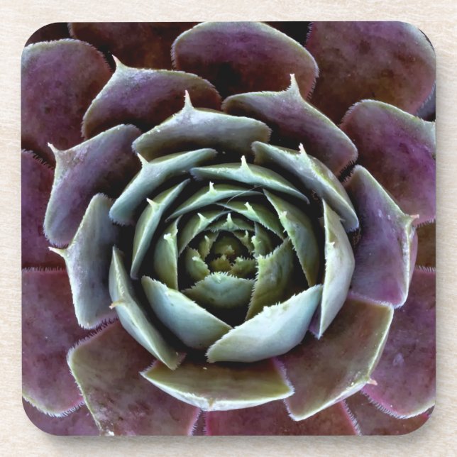 Purple Succulent Close-Up Coaster (Front)