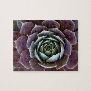 Purple Succulent Close-Up Jigsaw Puzzle