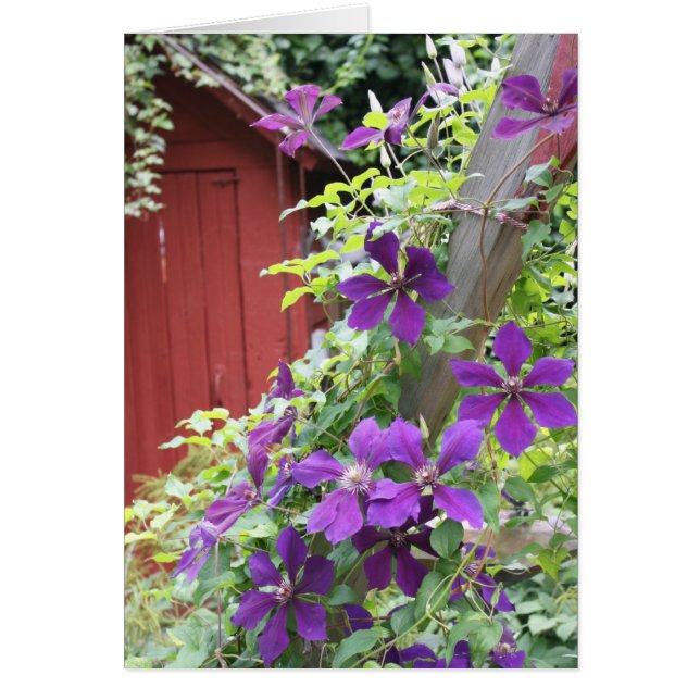 Purple Summer Haze (Front)