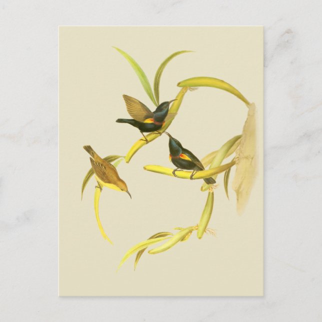 Purple Sunbird Postcard (Front)