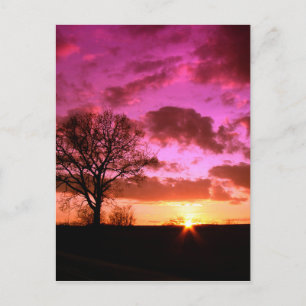 Purple Sunset Postcard