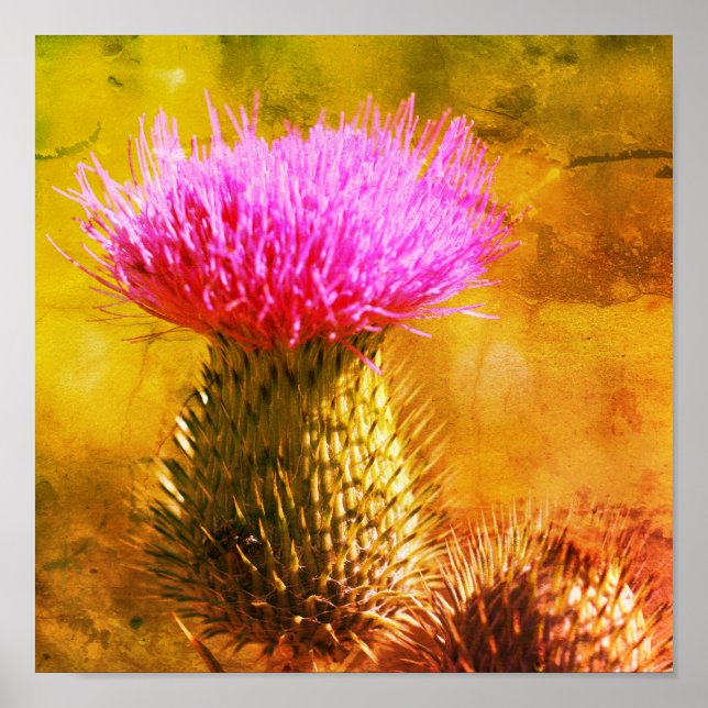 Purple Thistle Flower Close Up Distressed Art Poster (Front)