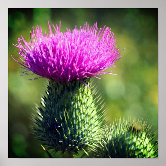 Purple Thistle Flower Close Up Poster (Front)