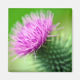 Purple thistle flower Magnet