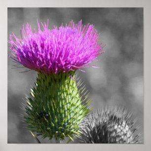 Purple Thistle Flower Partial Colour Poster