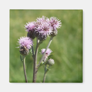 Purple Thistle Flower Photo Magnet