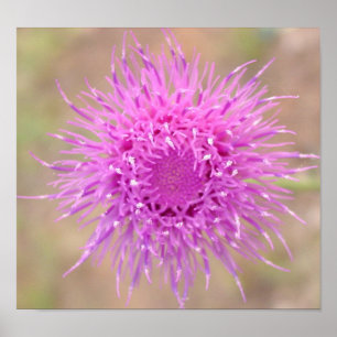 Purple Thistle Flower Poster
