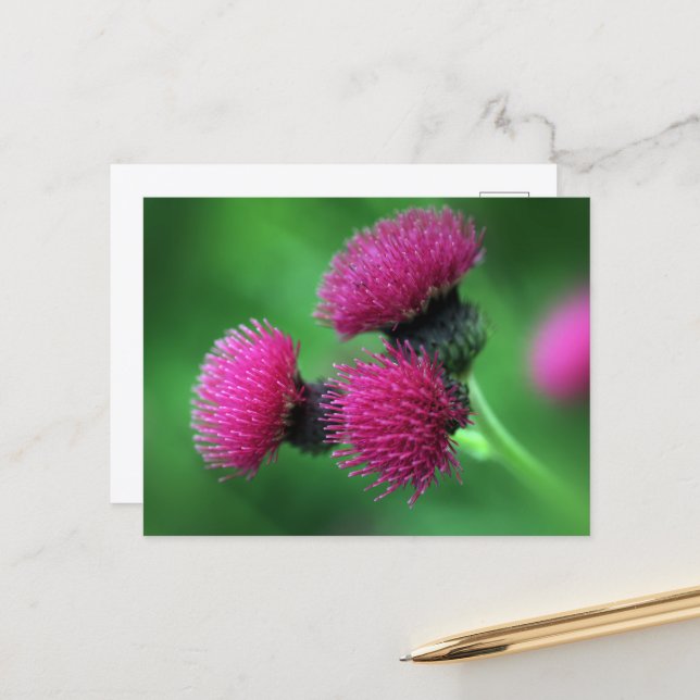 Purple thistle Postcard (Front/Back In Situ)