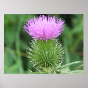 Purple Thistle Poster