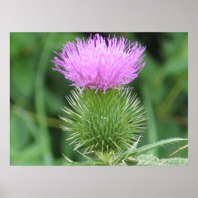 Purple Thistle Poster (Front)