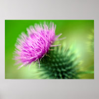Purple thistle Poster