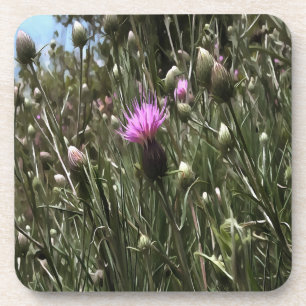 Purple Thistle Wildflower Realistic Art Coaster