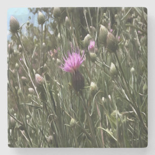 Purple Thistle Wildflower Realistic Art Stone Coaster