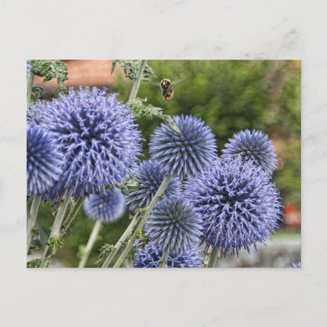 Purple Thistles and Bee in Brienz, Switzerland Postcard (Front)