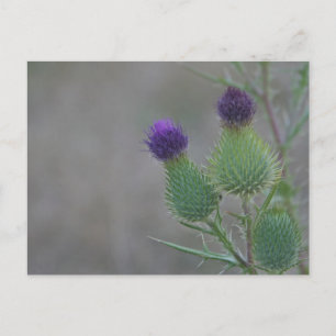 Purple Thistles Postcard