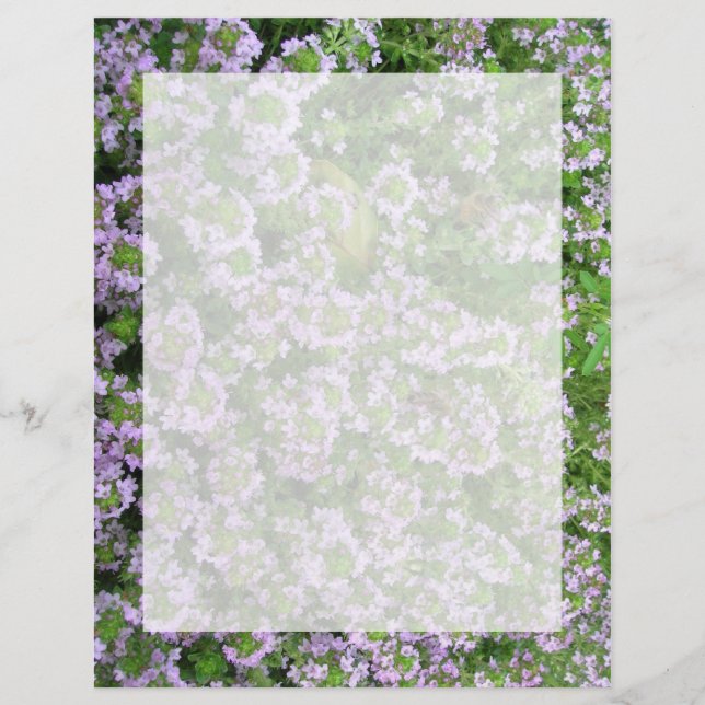 Purple Thyme (Front)