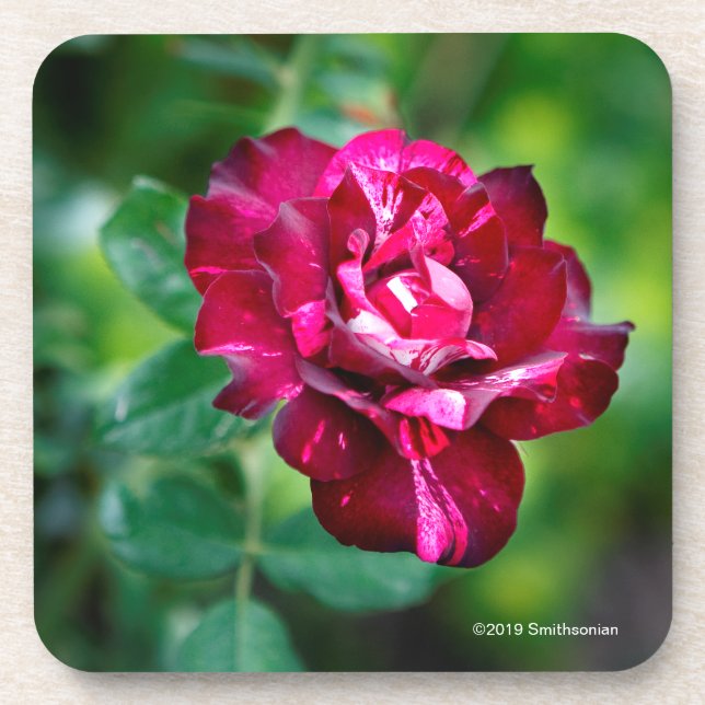 Purple Tiger Rose Coaster (Front)