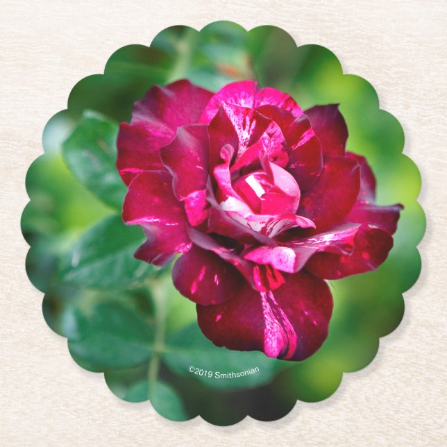 Purple Tiger Rose Paper Coaster (Front)