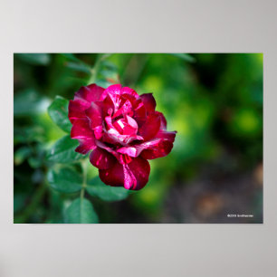Purple Tiger Rose Poster