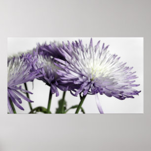 Purple Tipped Spider Mum Panorama Poster
