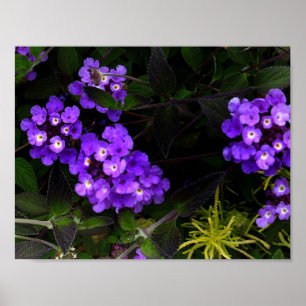 Purple Trailing Lantana #1 Poster