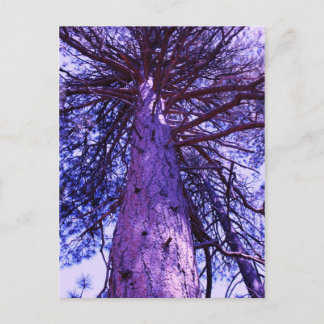 Purple Tree Postcard