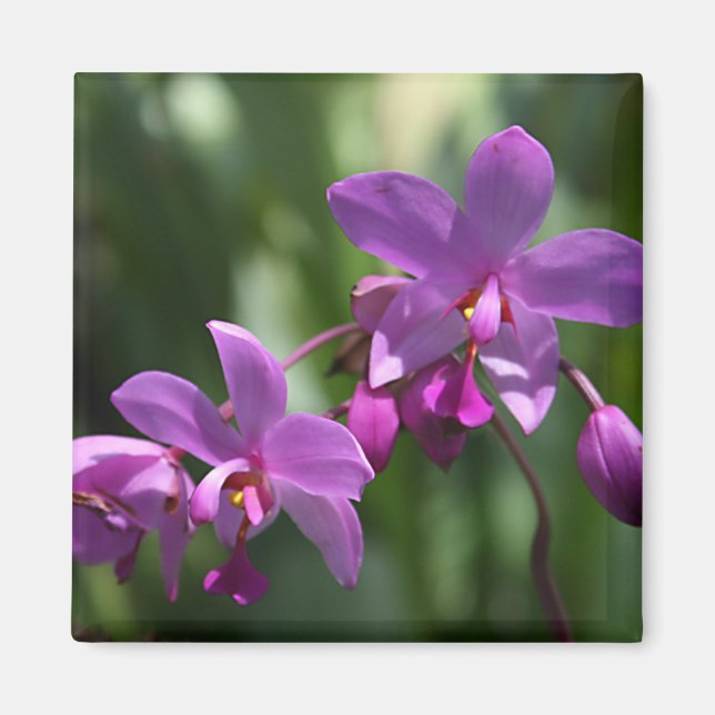 Purple Tropical Flowers Magnet (Front)