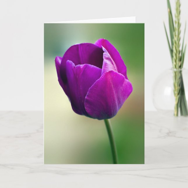 Purple Tulip Card (Front)