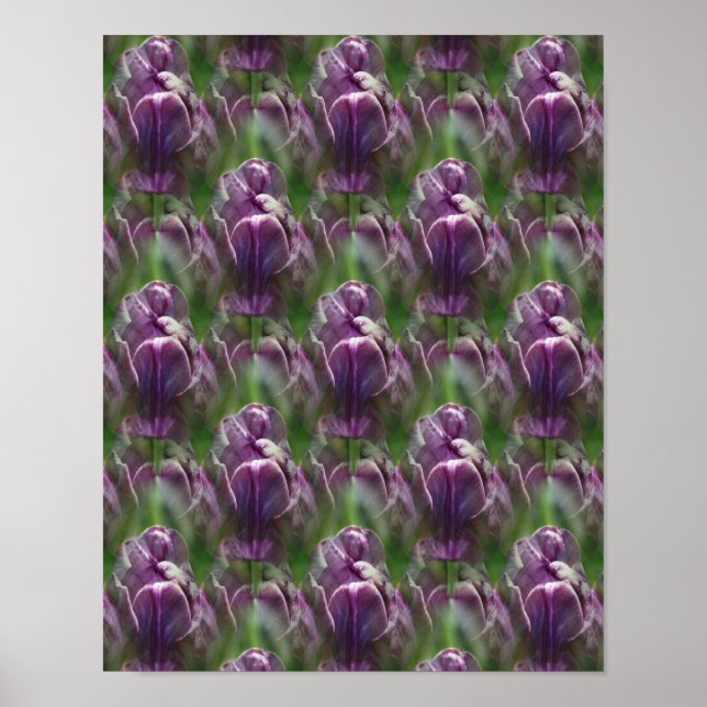 Purple Tulip Flower Nature Pattern   Poster (Front)
