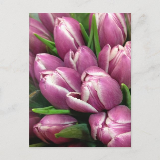 Purple Tulip Flowers Postcard (Front)