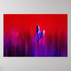 Purple Tulip Haze Poster