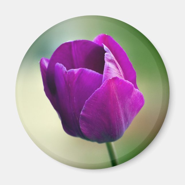 Purple Tulip Magnet (Front)