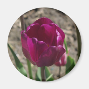 Purple Tulip magnet