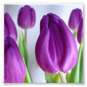 Purple Tulip Photo Print